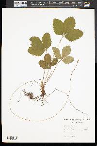 Fragaria vesca image