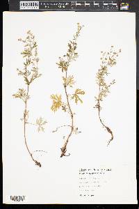 Potentilla argentea image