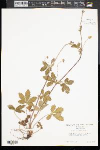 Potentilla canadensis image