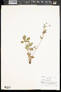 Potentilla canadensis image