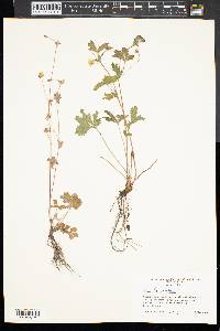 Potentilla canadensis image