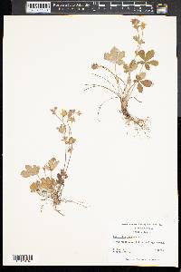 Potentilla canadensis image