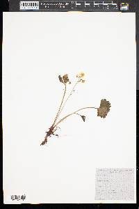 Potentilla canadensis image