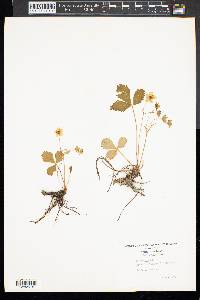 Potentilla indica image