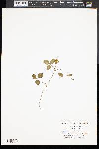 Potentilla indica image