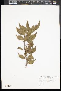 Prunus alleghaniensis image