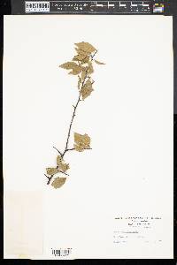 Prunus alleghaniensis image