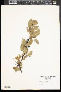 Prunus alleghaniensis image