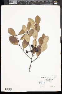 Prunus alleghaniensis image