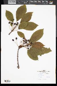 Prunus avium image