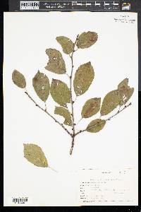 Prunus cerasus image