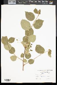 Prunus mahaleb image