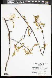 Prunus pensylvanica image