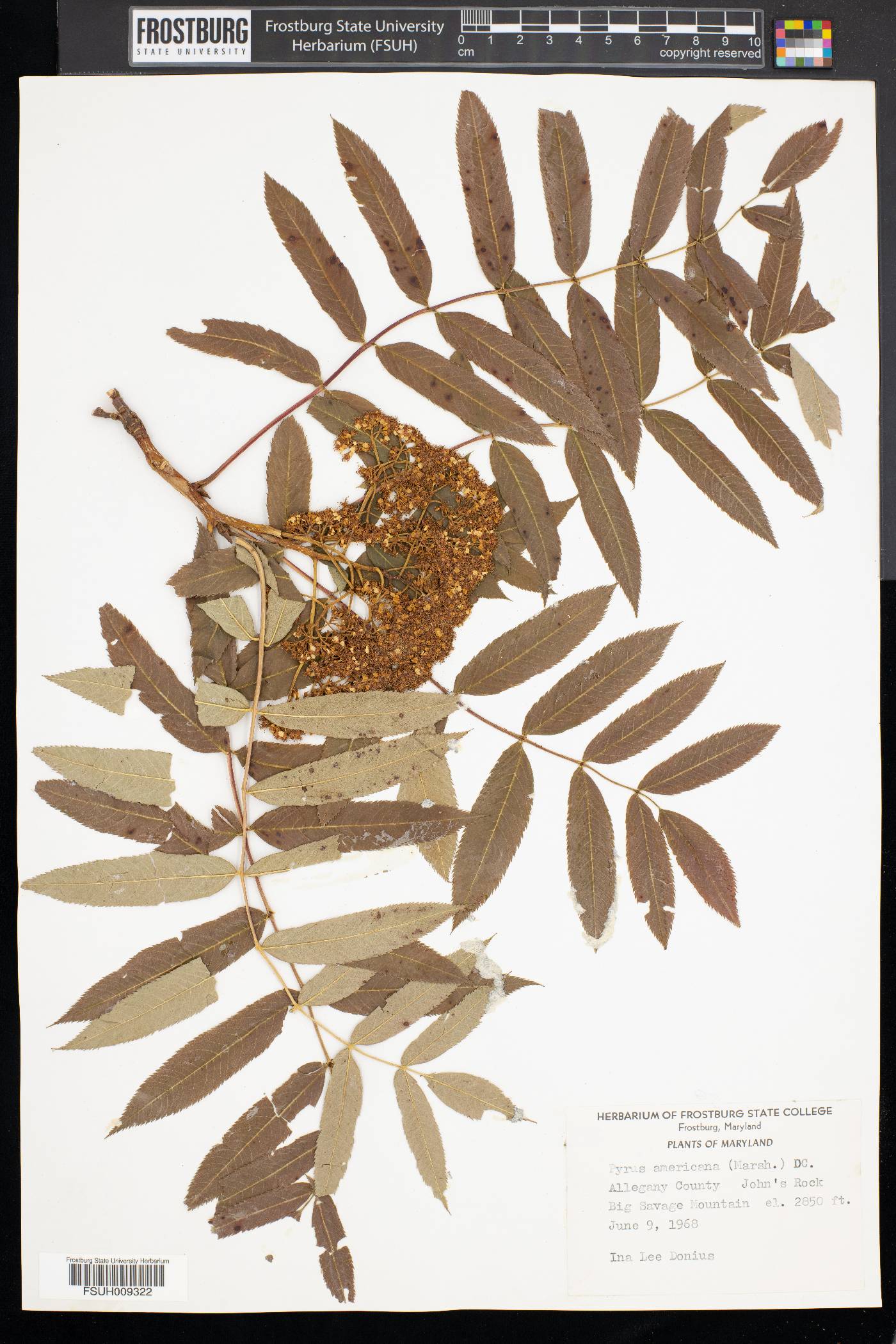 Pyrus americana image