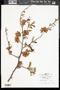 Pyrus angustifolia image