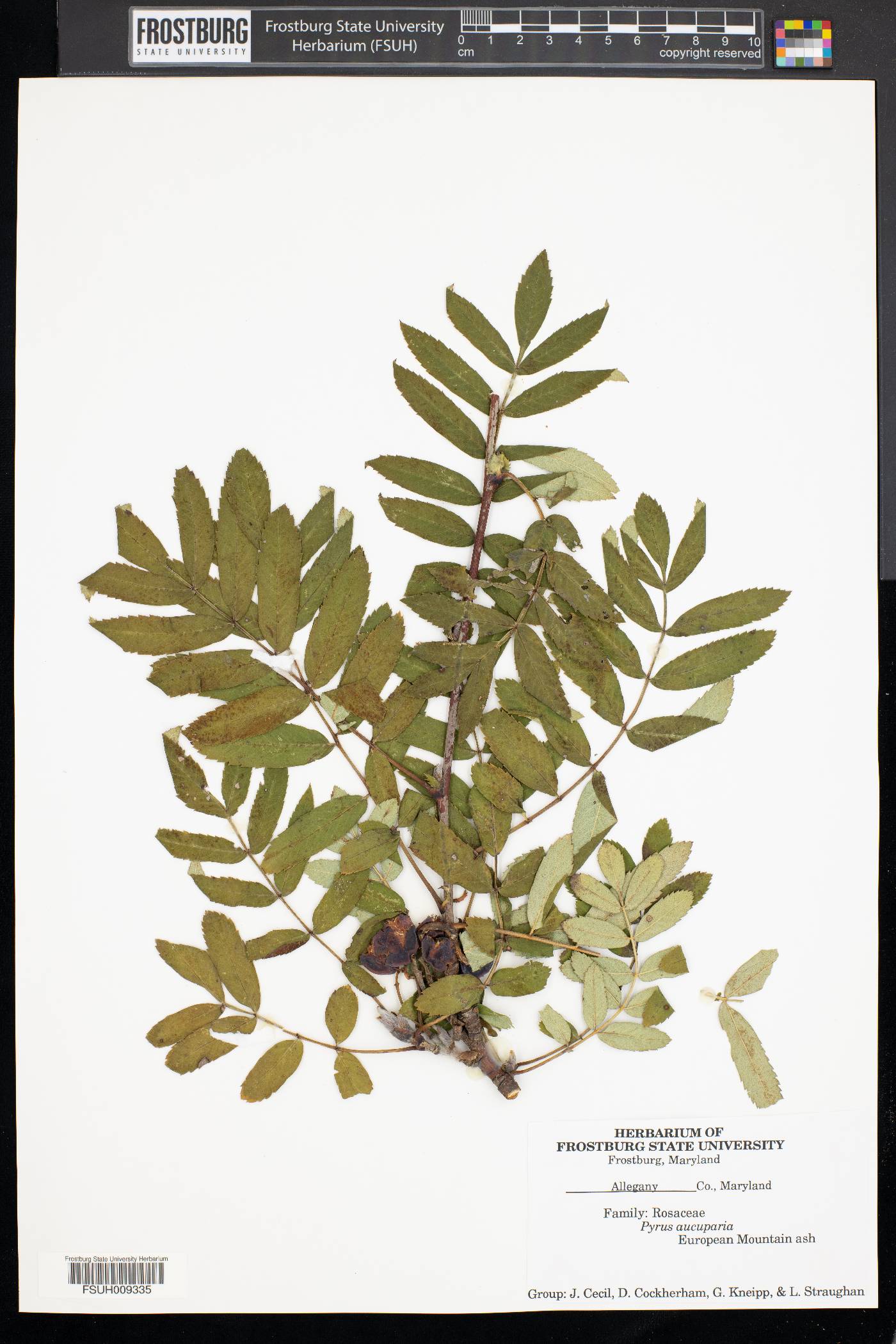 Pyrus aucuparia image