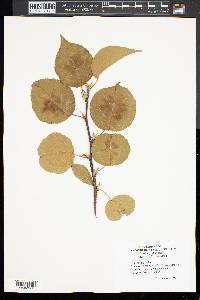 Pyrus calleryana image