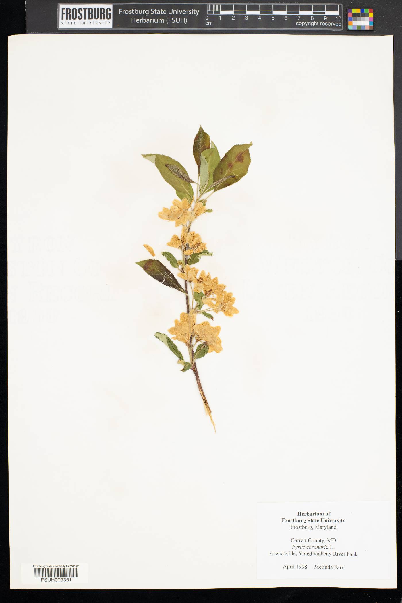 Pyrus coronaria image