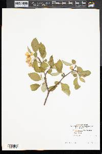 Malus sylvestris image