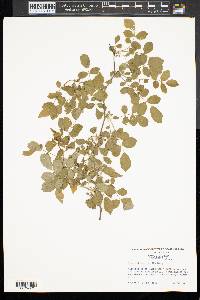 Rosa multiflora image