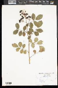 Rosa multiflora image