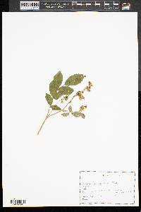 Rosa multiflora image