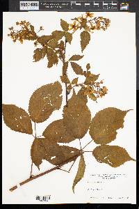 Rubus canadensis image