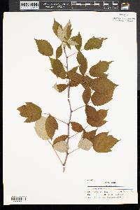 Rubus occidentalis image