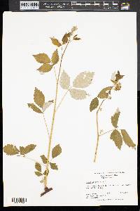 Rubus occidentalis image