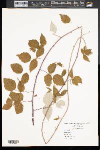 Rubus occidentalis image