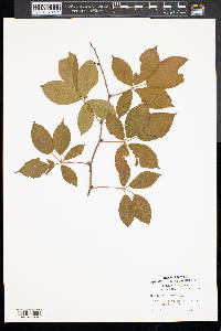 Rubus occidentalis image