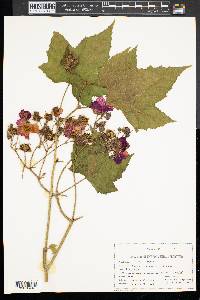 Rubus odoratus image