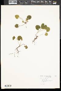 Rubus repens image