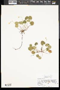 Rubus repens image