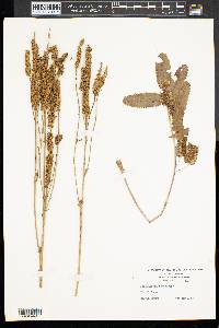 Sanguisorba canadensis image