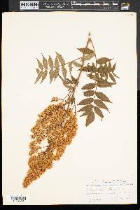 Sorbaria sorbifolia image