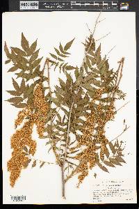 Sorbaria sorbifolia image