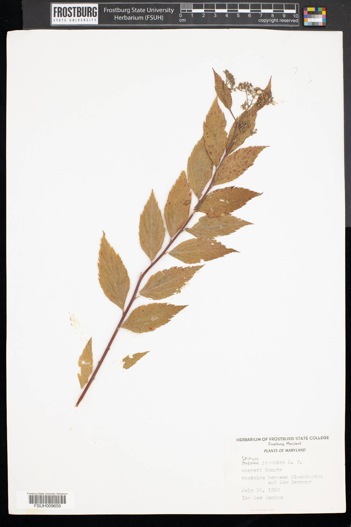 Spiraea japonica var. acuminata image