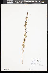 Spiraea alba image