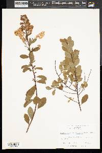 Spiraea alba image