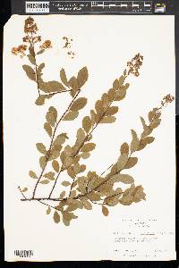 Spiraea alba image