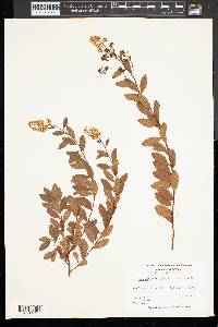 Spiraea alba image