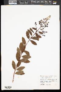 Spiraea latifolia image