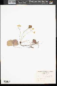 Waldsteinia fragarioides image