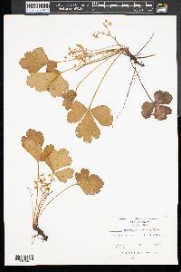 Waldsteinia fragarioides image