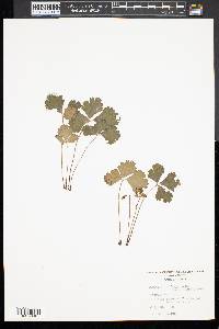 Waldsteinia fragarioides image