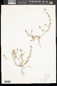 Sherardia arvensis image