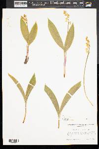 Convallaria montana image