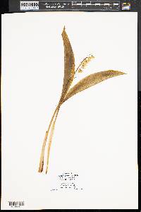 Convallaria majalis image