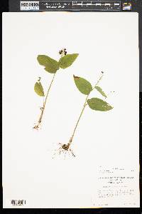 Maianthemum canadense image